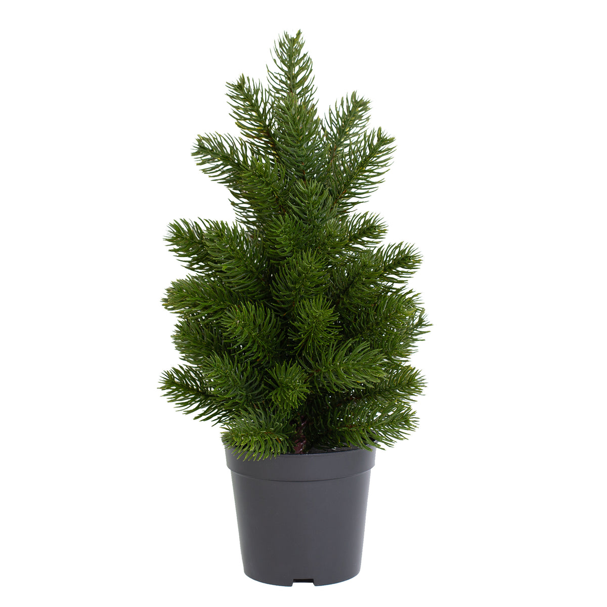 Kompakter künstlicher Weihnachtsbaum im Topf freigestellt auf weißem Hintergrund