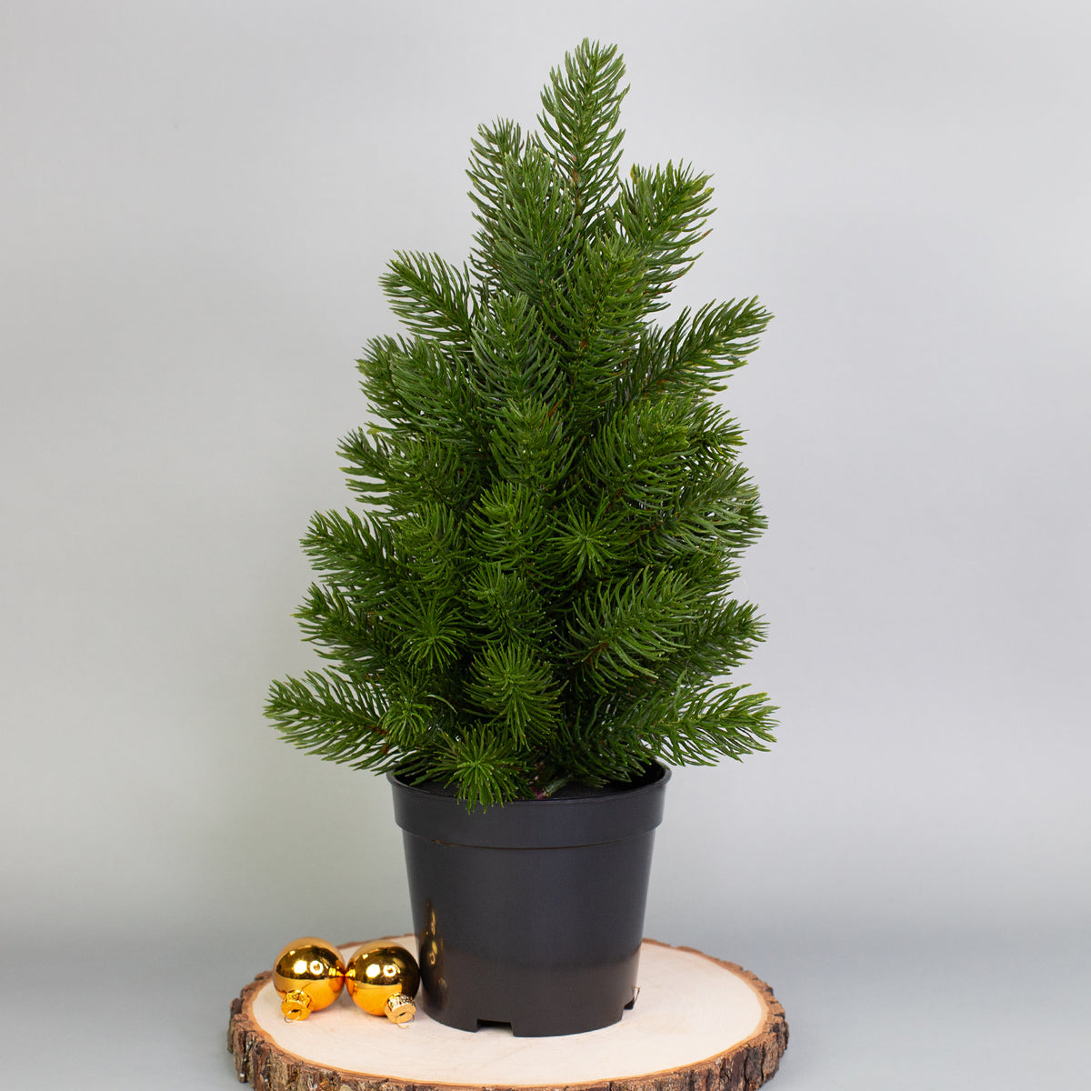 Künstlicher Mini-Weihnachtsbaum im schwarzen Topf als festliche Tischdekoration
