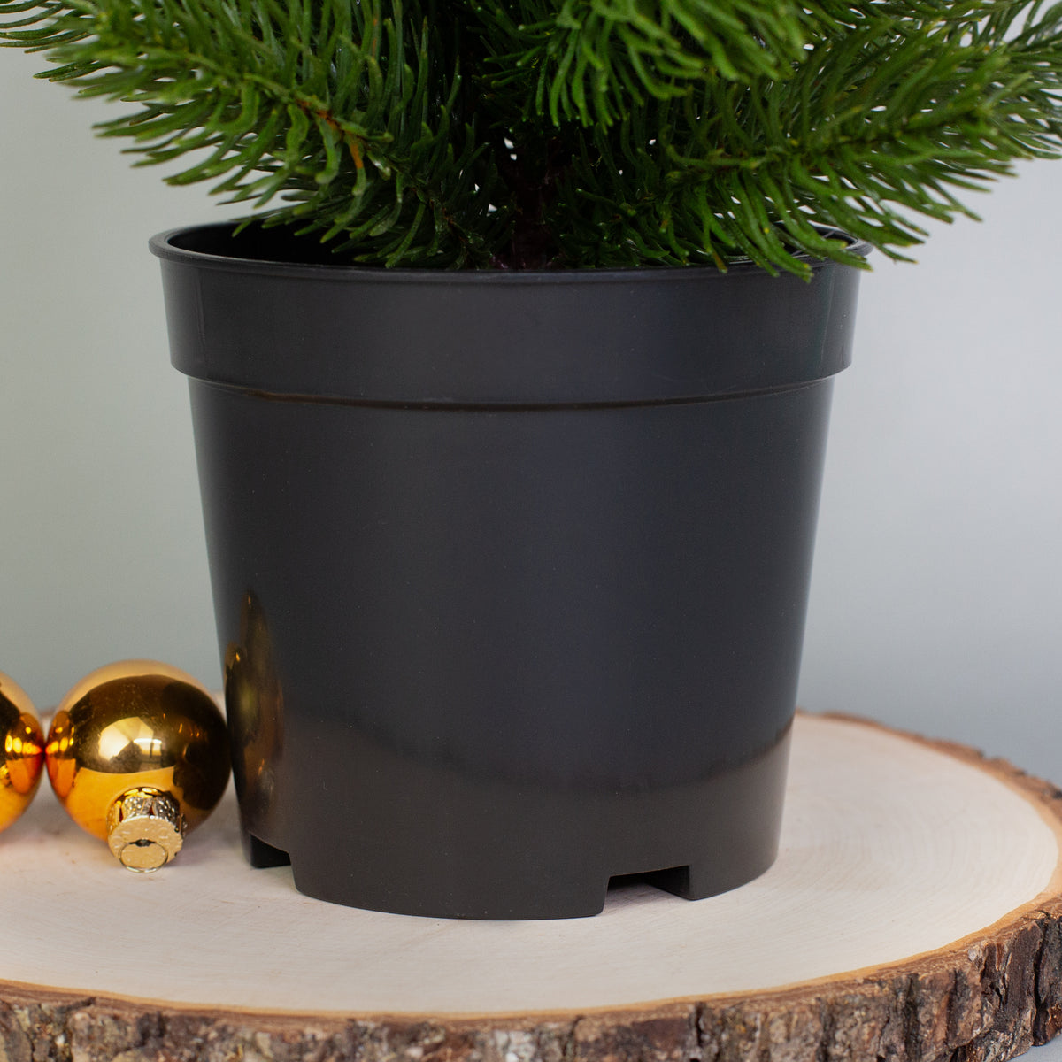 Nahaufnahme des schwarzen Kunststofftopfs des Mini-Weihnachtsbaums